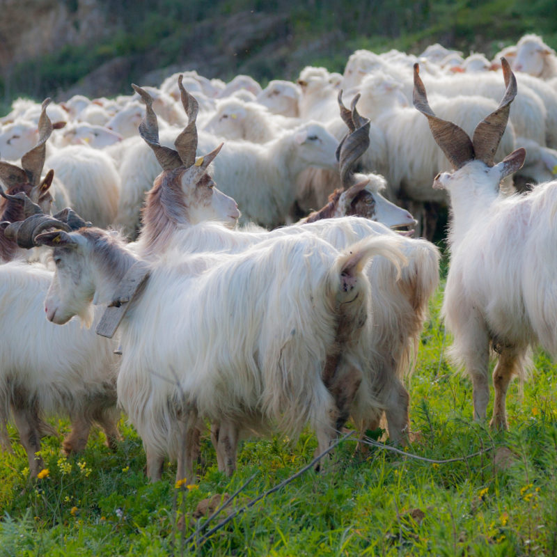 Les Splendeurs du Sud de la Sicile