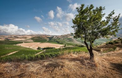 Private Wine Tour in Sicily