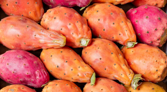 La « figue de Barbarie »