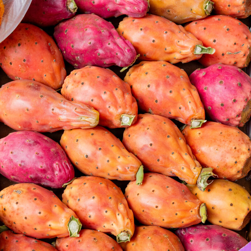 La « figue de Barbarie »